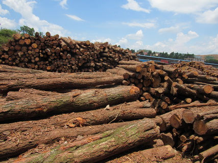 中国辐射松木材市场分析