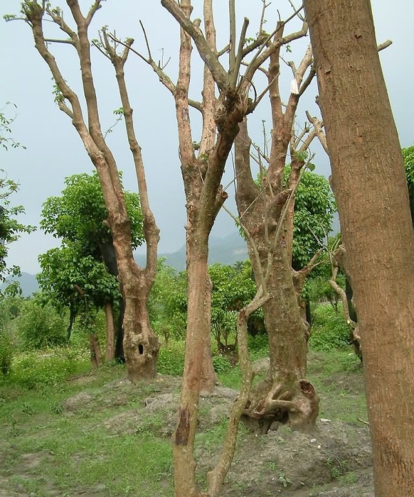 榉木图片