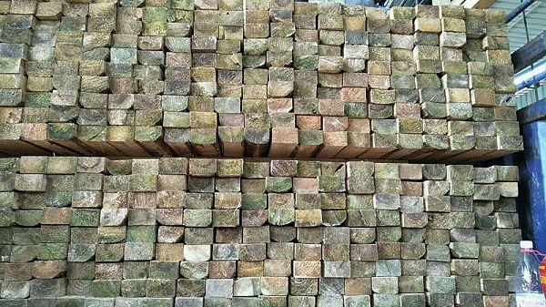 变色的杉木方实拍
