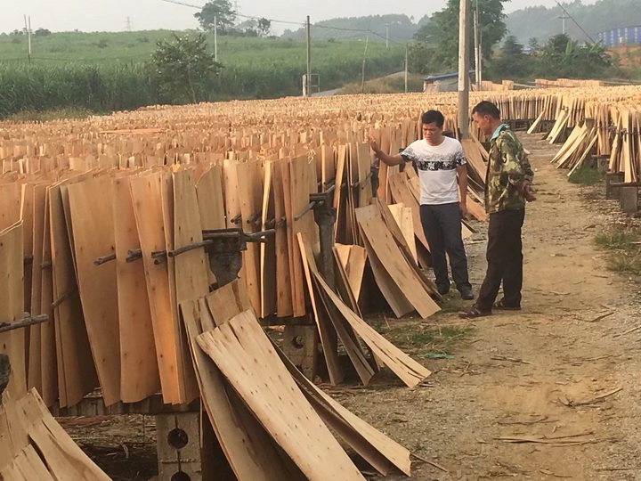 建筑模板原材料“单板”