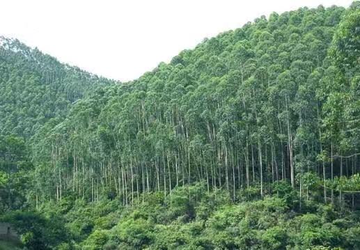 中国的森林资源分布