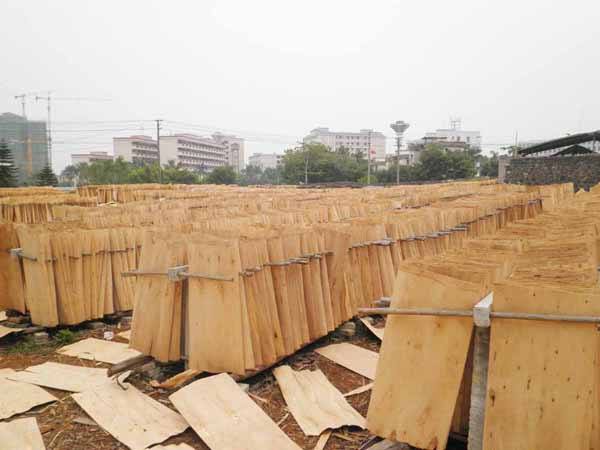 桉木单板在广西为什么生产受阻？