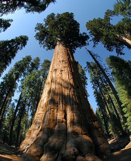 世界上最大的树木