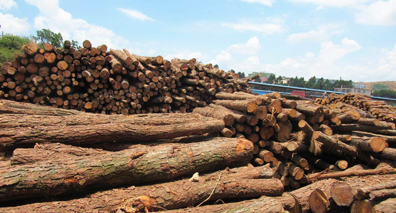 建筑木材使用时需要注意的问题