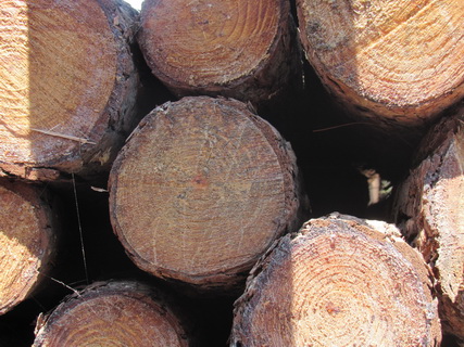 辐射松木材有哪些特性和用途呢？