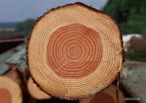 木材的用处有哪些？