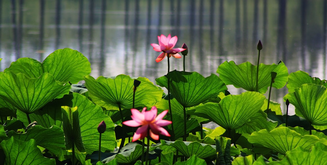 炎炎夏日，该如何吃出健康？