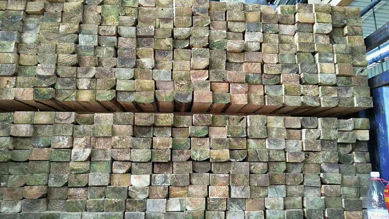 变色的杉木方实拍